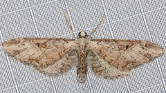Eupithecia nevadata