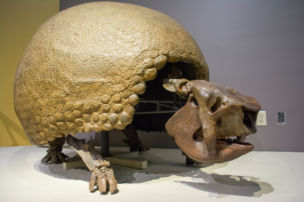 Glyptodonts