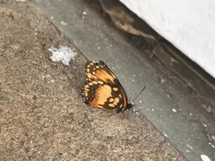 Lepidoptera