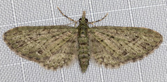 Eupithecia subvirens