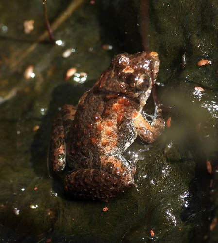 Pseudopaludicola hyleaustralis