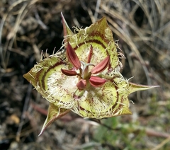 Calochortus tiburonensis