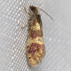 Neocrania bifasciata