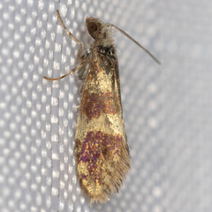 Neocrania bifasciata