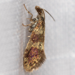 Neocrania bifasciata