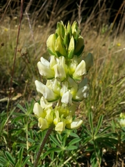 Lupinus densiflorus