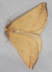 Neoterpes edwardsata