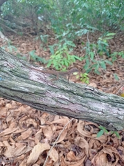 Anolis concolor