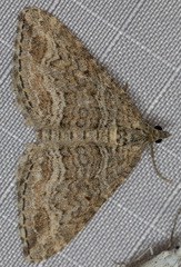 Perizoma custodiata