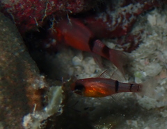 Apogon townsendi