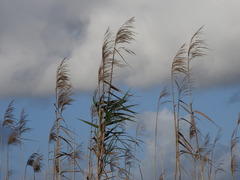 Phragmites australis berlandieri