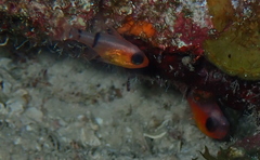 Apogon townsendi
