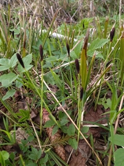 Carex pilosa