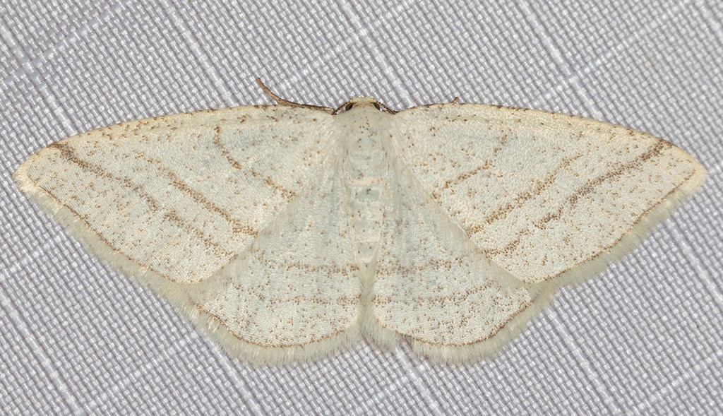 Protitame subalbaria