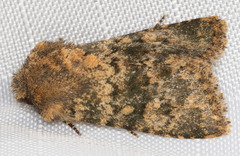 Pseudobryomima fallax