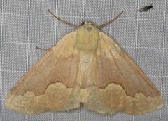 Sabulodes spoliata