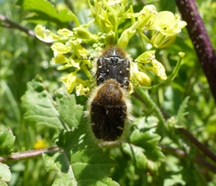 Leucocelina