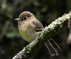 Yellowish Flycatcher photo 2