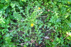 Taraxacum intumescens