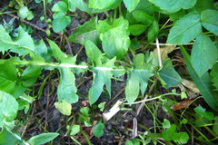 Taraxacum intumescens