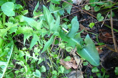 Taraxacum intumescens