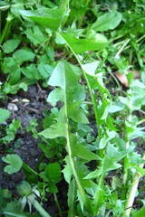 Taraxacum intumescens