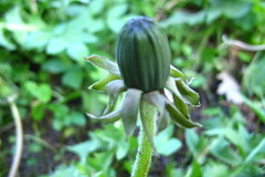 Taraxacum intumescens