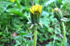 Taraxacum intumescens