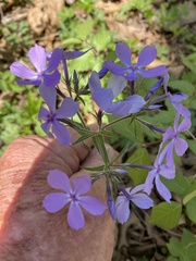 Phlox divaricata