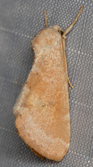 Trichocosmia inornata