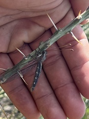 Ascaloptynx appendiculata