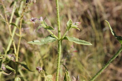 Trichodesma africanum
