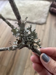 Parmotrema subrigidum