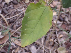 Croton rivularis
