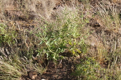 Trichodesma africanum