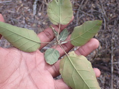 Croton rivularis