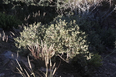 Blepharis spinifex image