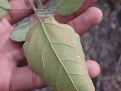 Croton rivularis