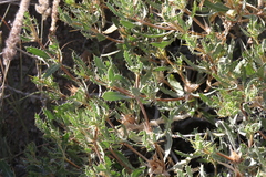 Blepharis spinifex image