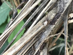 Micrathena nigrichelis