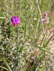 Lathyrus angulatus