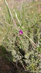 Lathyrus angulatus