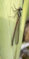 Pyrrhosoma