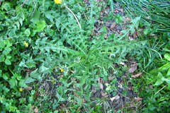 Taraxacum leucopodum