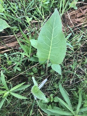 Silphium terebinthinaceum