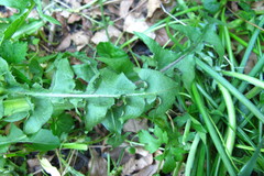 Taraxacum leucopodum