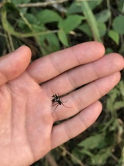 Micrathena nigrichelis