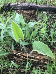 Silphium terebinthinaceum
