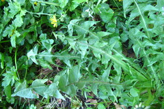 Taraxacum leucopodum
