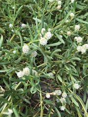 Blutaparon vermiculare